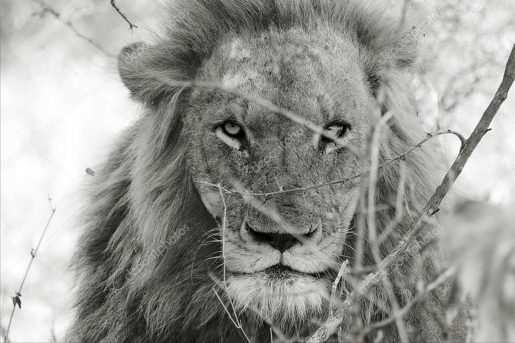 portrait of a angry male lion at kruger national park south africa