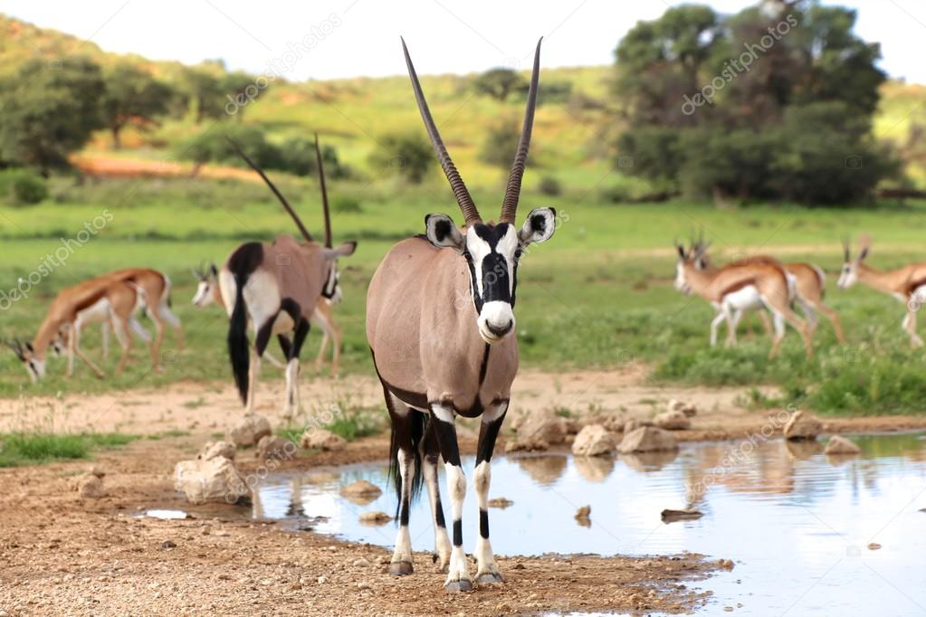 oryx near a waterhole at kgalagadi transfrontier park south africa