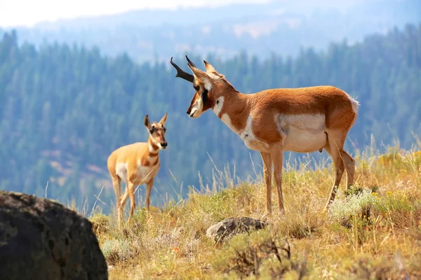 Antilopă pronghorn Yellowstone — Fotografie, imagine de stoc