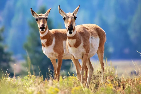 Antilope pronghorn Yellowstone — Foto Stock