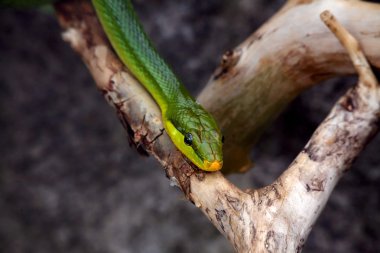 ahşap bir parça üzerinde yeşil bir ratsnake (gonyosoma oxicephala) 