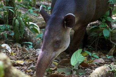 baird's tapir in the jungle at corcovado national park costa rica central america clipart