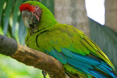 büyük yeşil Amerika papağanı (buffon'ın Amerika papağanı)
