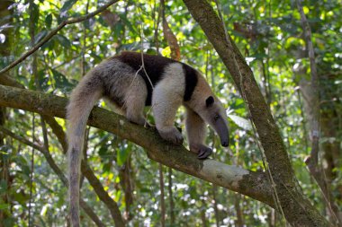 a tamandua (anteater) walking on a tree at corcova national park in costa rica  clipart