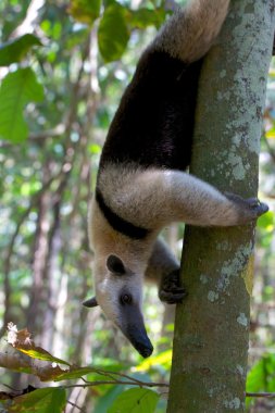 corcova Ulusal Park Kosta Rika Orta Amerika'da bir ağacındaki bir tamandua