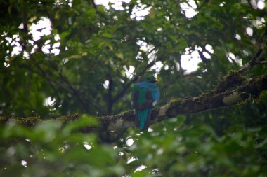 Monteverde Kosta Rika Milli Park'ta güzel quetzal