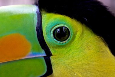 Close-up of a Keel Billed toucan in costa rica central america clipart