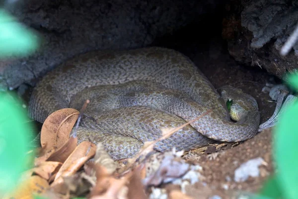 Un serpent fer de lance dormant dans la jungle — Photo