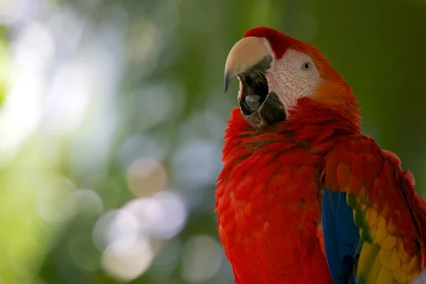 Slarlet Ara papagáj a szájjal nyitott, costa rica-Közép-Amerikában — Stock Fotó