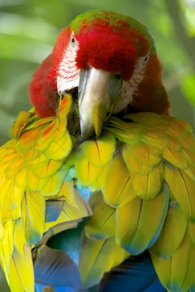 An Hybrid macaw in costa rica central america — Stock Photo, Image