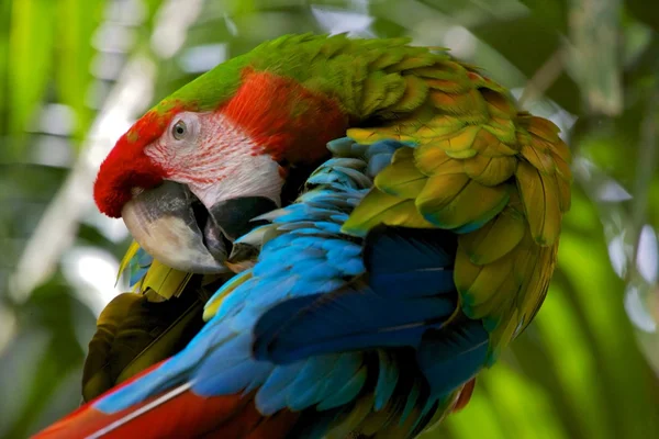 Uma linda arara híbrida na costa rica américa central — Fotografia de Stock