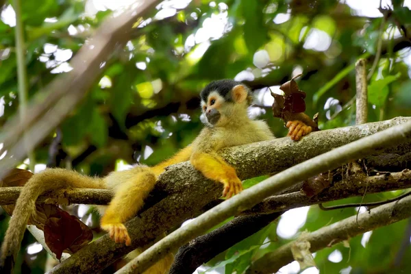 Um macaco esquilo descansando em uma árvore na costa rica — Fotografia de Stock