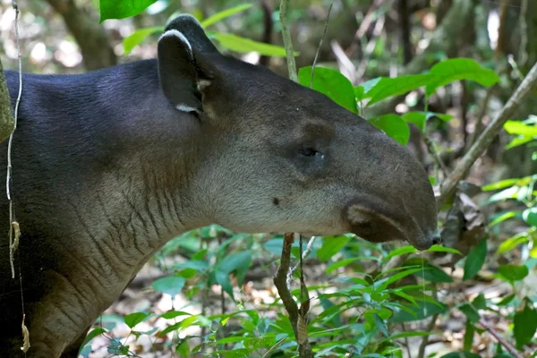 Kosta Rika bir baird tapiri, corcovado Ulusal orman park — Stok fotoğraf