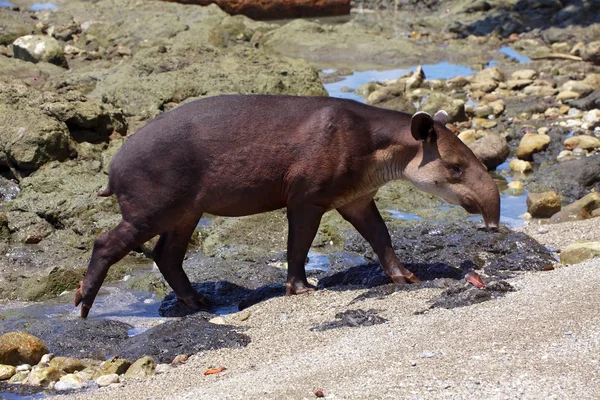 Baird tapír na pláži na corcovado národní park střední Amerika — Stock fotografie
