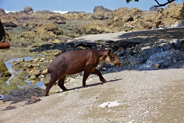 corcovado Milli Parkı plaj bir baird tapir