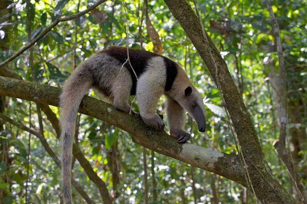 Tamandua (Mravenečník) chodit na stromě v corcova národním parku v Kostarice — Stock fotografie