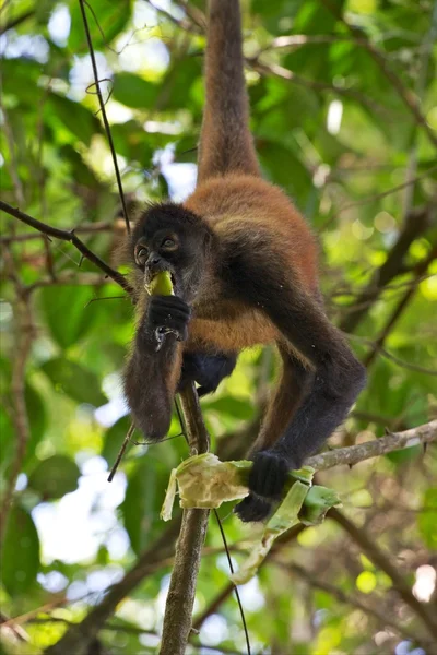 Een spinaap eten van een banaan in een boom op corcovado nationaal park costa rica Centraal Amerika — Stockfoto