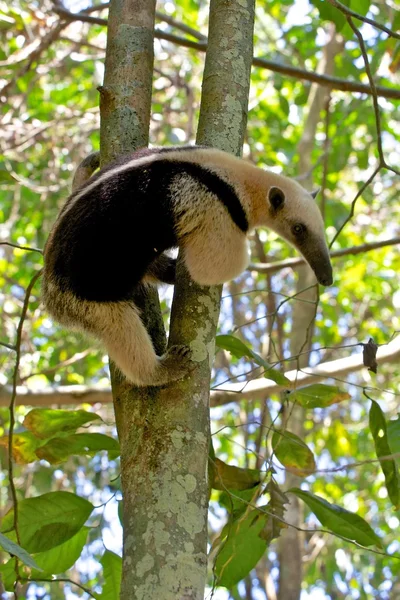 En tamandua i ett träd på corcova national park i costa rica — Stockfoto