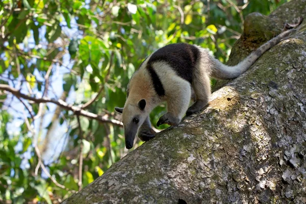 Um bom tamandua andando em uma árvore no parque nacional de corcova na costa rica — Fotografia de Stock