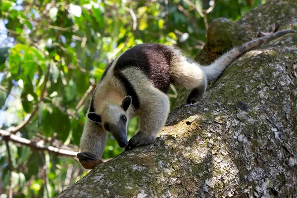 En tamandua gå på ett träd i corcova national park i costa rica — Stockfoto