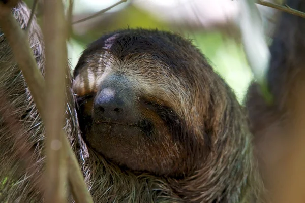 Un perezoso de tres dedos durmiendo en un árbol en el Parque Nacional Manuel Antonio Costa Rica — Foto de Stock