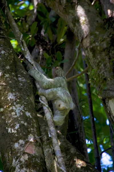Un perezoso de tres dedos trepando a un árbol en el Parque Nacional Manuel Antonio Costa Rica —  Fotos de Stock