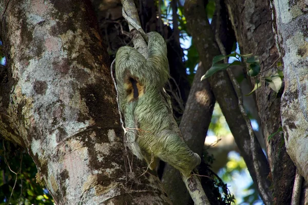 Detrás de un perezoso de tres dedos trepando a un árbol en el Parque Nacional Manuel Antonio Costa Rica —  Fotos de Stock