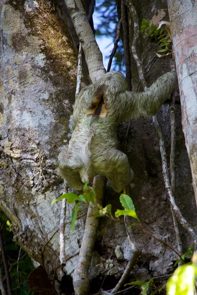 A három toed lajhár hegymászás egy fa: Parque nacional, Manuel Antonio, Costa Rica — Stock Fotó