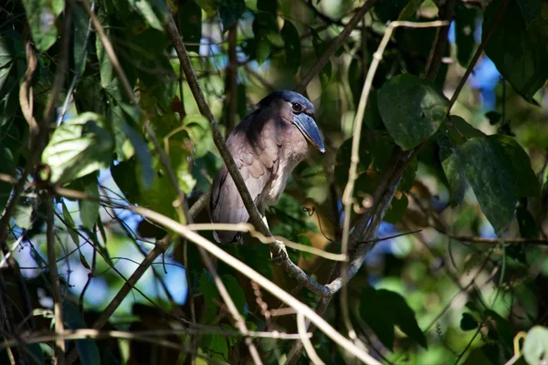 A Boat-billed Heron (Cochlearius cochlearius) at the carara national park central america — Stock Photo, Image