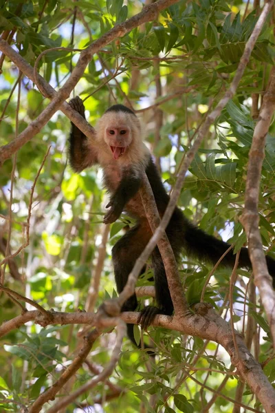 Una giovane scimmia cappuccino dalla testa bianca in costa rica — Foto Stock