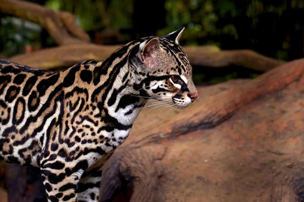 güzel kedi veya tigrillo veya leaopardus pardalis veya manigordo