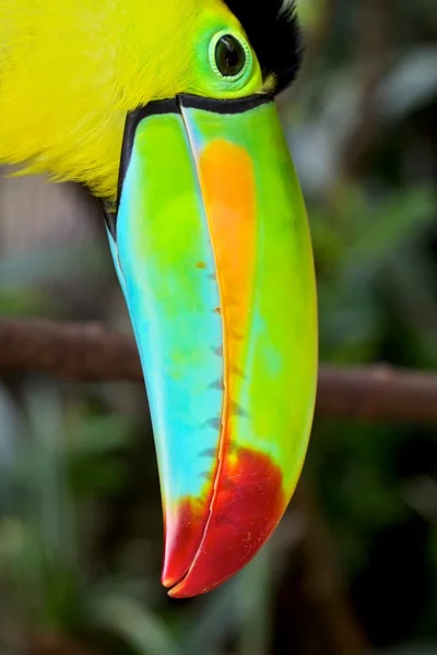 Close-up of the head of a Keel Billed toucan in costa rica central america — Stock Photo, Image