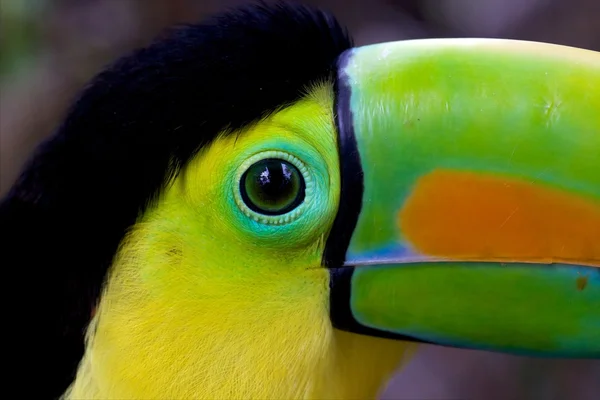 Close-up of a Keel Billed toucan in costa rica — Stock Photo, Image