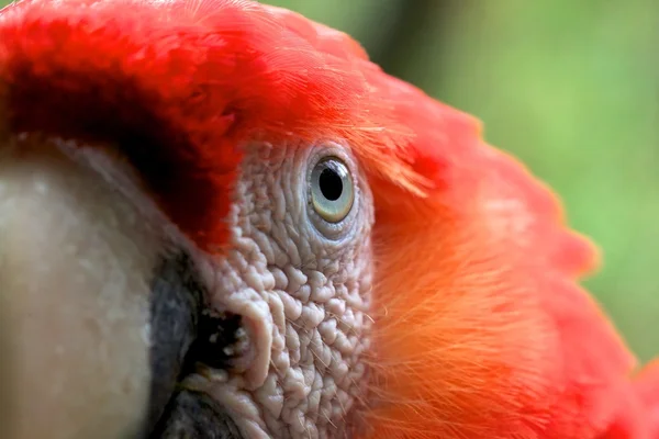 Close up of the eye of an sclarlet macaw (ara macao) ) — стоковое фото