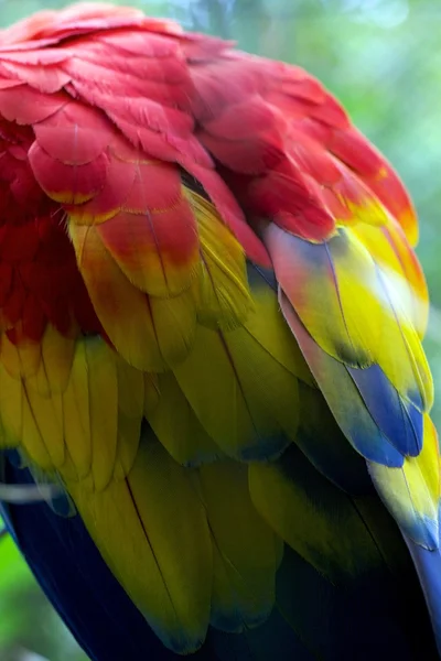 Back of a scarlet macaw in south america — Stock Photo, Image