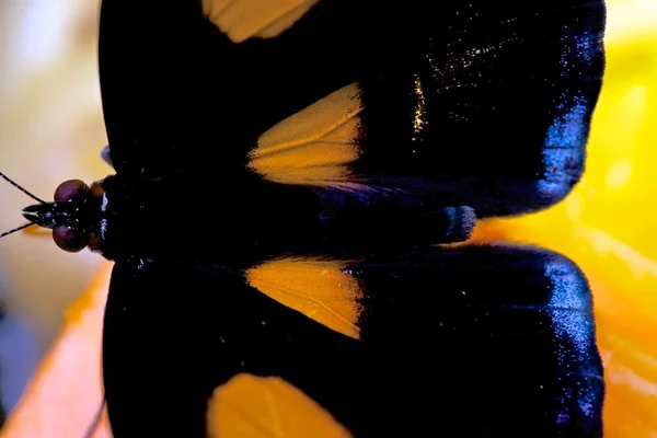 Close-up of a grecian shoemaker butterfly in the jungle in costa rica central america — Stock Photo, Image