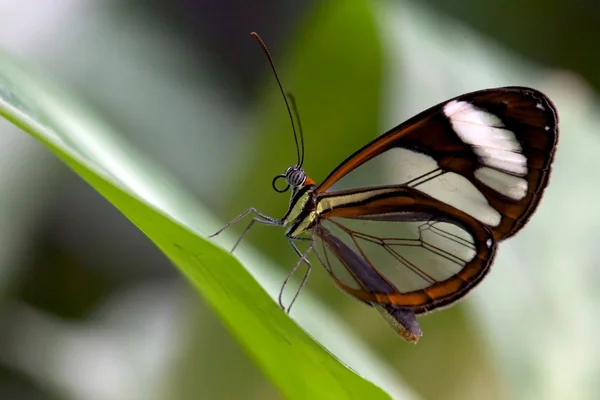 Una mariposa de vidrio (greta oto) en la selva en la costa rica América Central — Foto de Stock