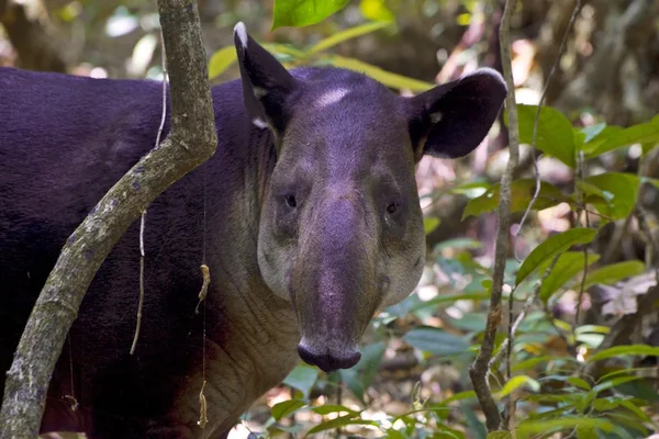 Corcovado Milli Parkı Kosta Rika Orta Amerika, ormanda bir baird tapir - Stok İmaj