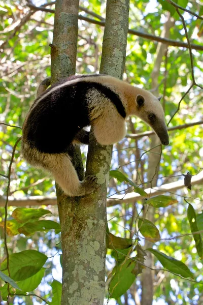 Tamandua на дереві в corcova національному парку в Коста-Ріці Ліцензійні Стокові Зображення