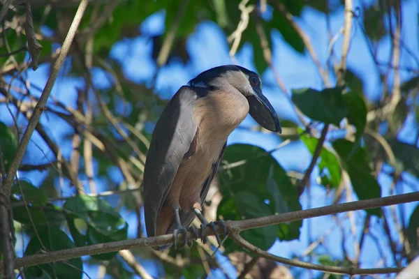 Boat-billed Heron (Cochlearius cochlearius) at the carara national park Royalty Free Stock Photos