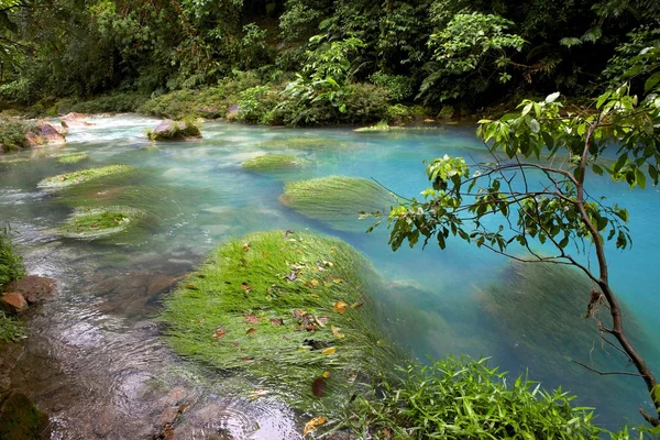 Le rio celeste bleu dans le parc national du volcan tenorio à Costa Rica Amérique centrale Images De Stock Libres De Droits