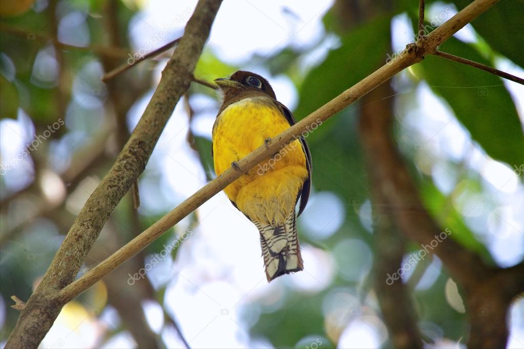 A small violaceous trogon at corcovado national park costa rica