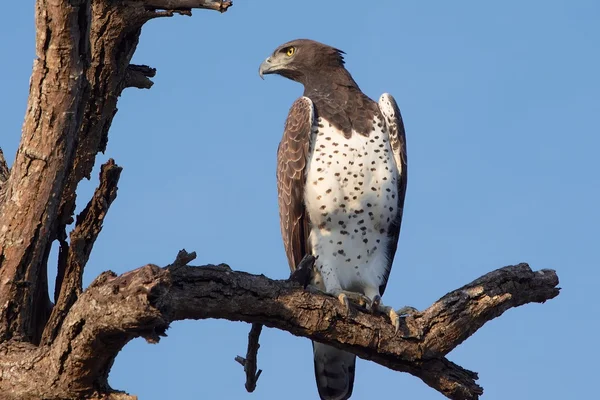 Fish eagle at kruger national park — Stock Photo, Image