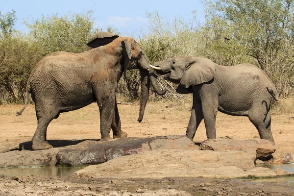 Elefantes jugando en el parque nacional de kruger — Foto de Stock