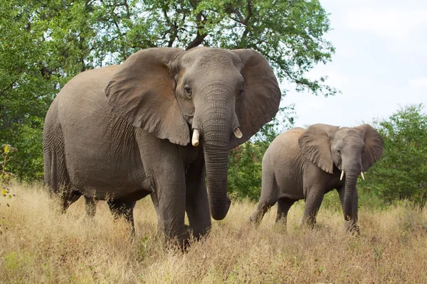 Iki filler kruger Milli Parkı — Stok fotoğraf