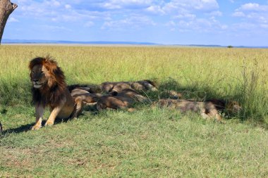 masai mara Ulusal parkta oturan erkek aslan gurur 