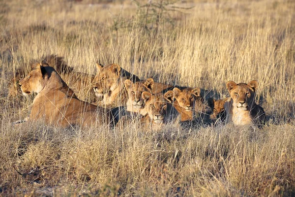 Pride of lions resting at etosha national park namibia africa — Stock Photo, Image