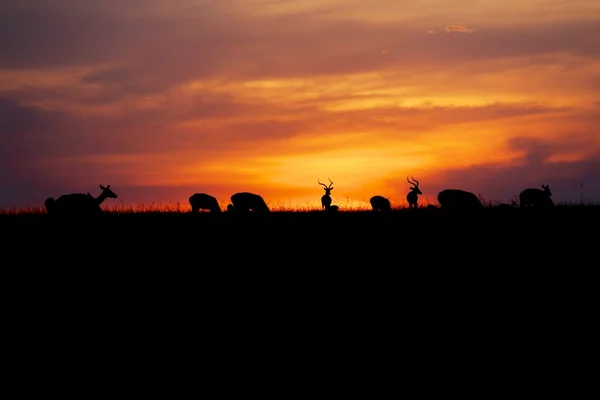 日落与动物在马赛马拉国家公园肯尼亚非洲 — 图库照片