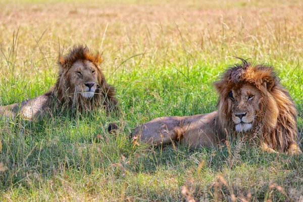 two lions resting at the masai mara national park 