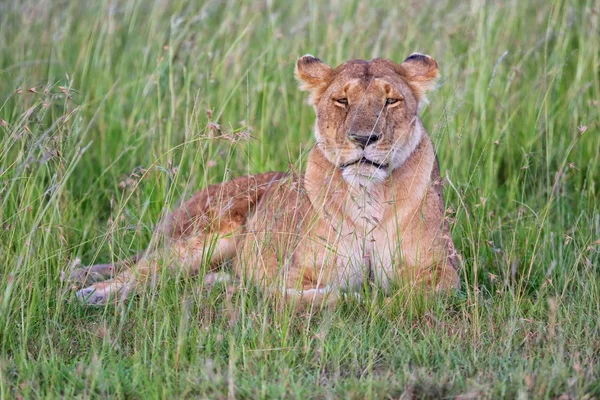 Hermosa leona descansando en el parque nacional Masai Mara Kenya —  Fotos de Stock